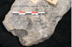 Foto (Detailansicht) von Alethopteris whitbyensis (NHMW-GEO-2024-0188-10483)